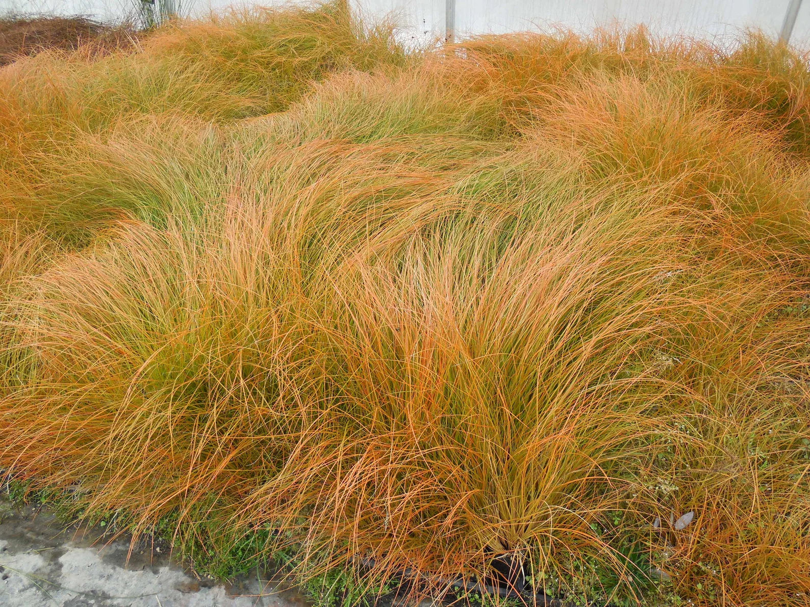 Carex testacea "Prairie Fire" - Gradina Noastra