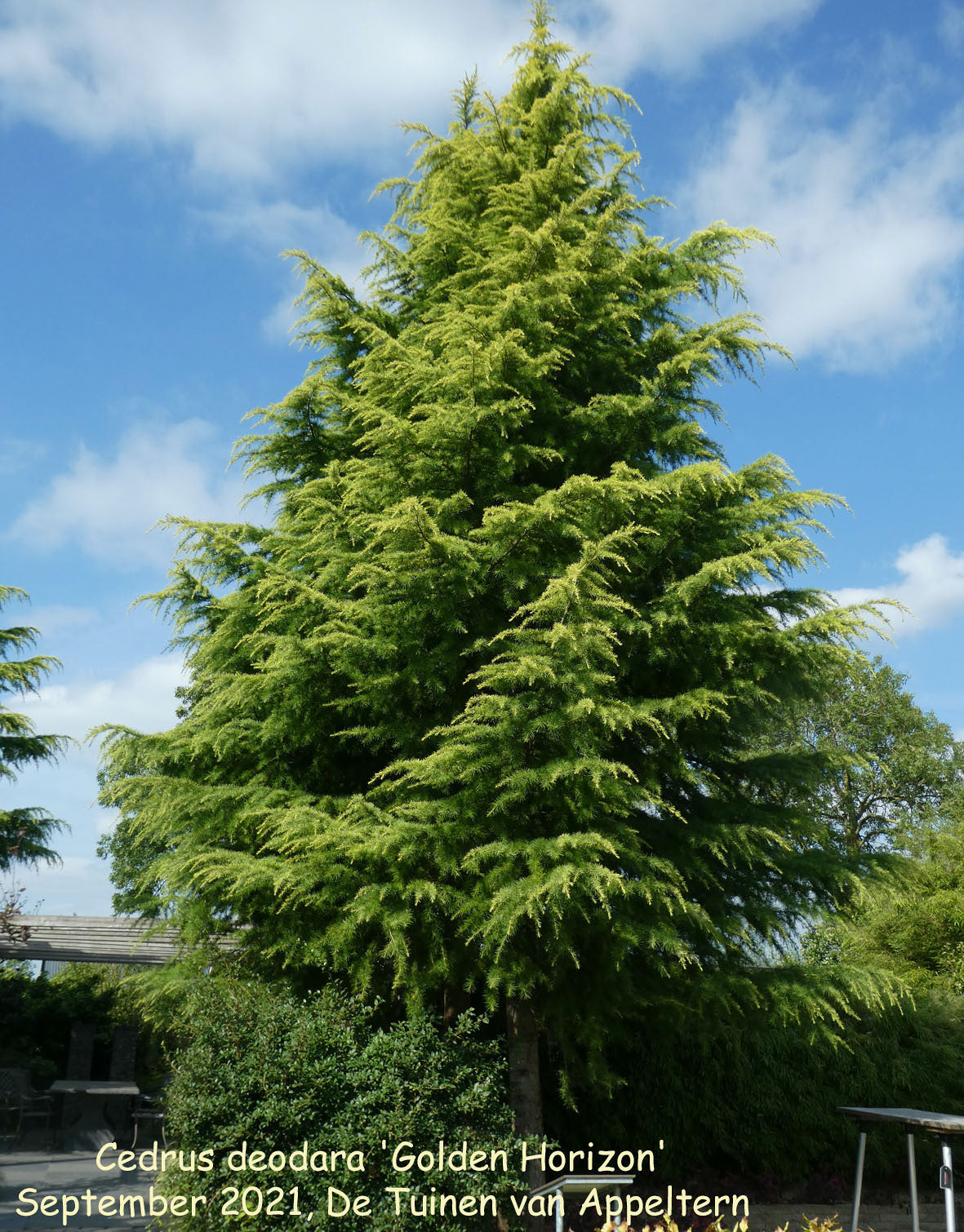 Cedru „Golden Horizon” arbore / Cedrus deodara „Golden Horizon”/