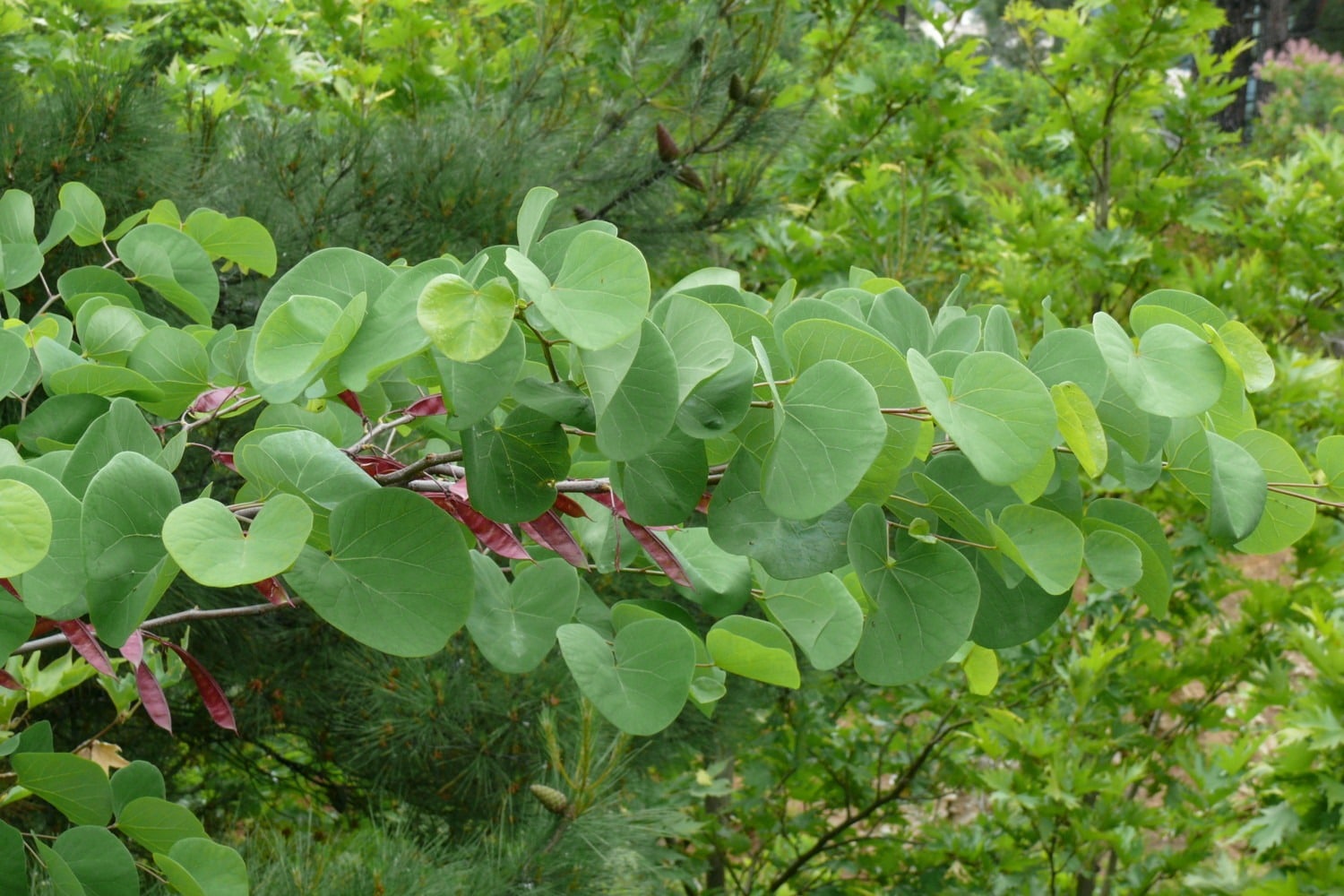 Arborele Iudei arbore 3.00 m - 3.50 m / Cercis siliquastrum / - Gradina Noastra