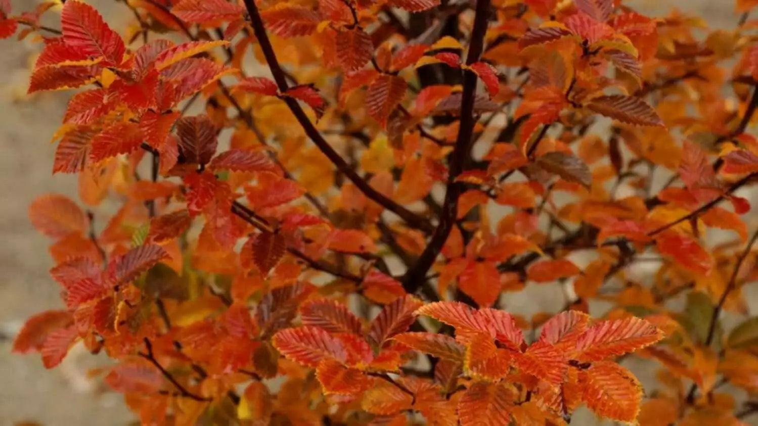 Carpen "Ornage Retz" arbore / Carpinus betulus "Ornage Retz"/ by gradina-noastra