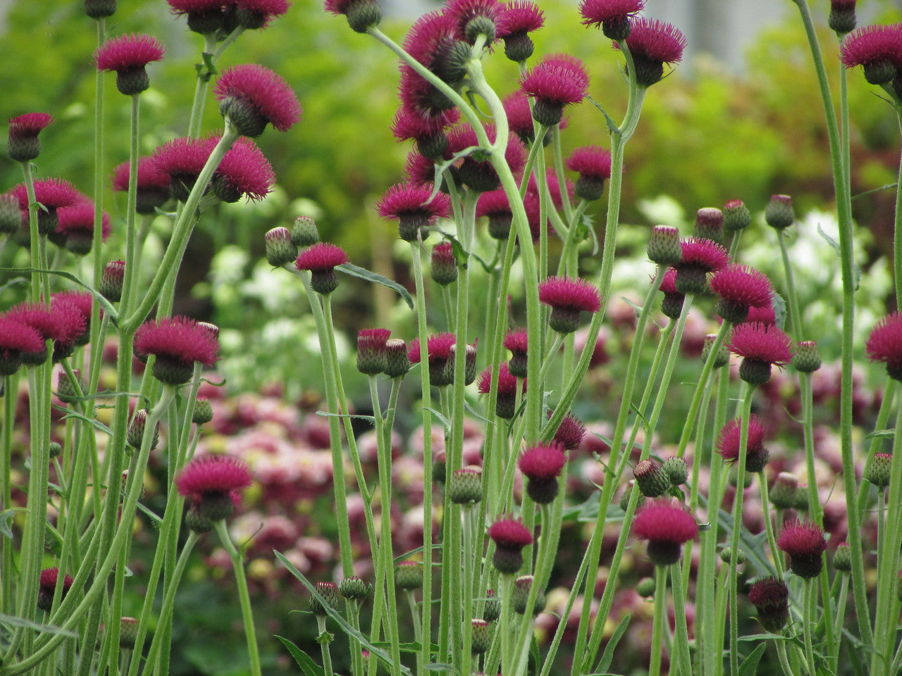 Cirsium rivulare "Atropurpureum" 0.30 - 0.40 m by Gradina Noastra