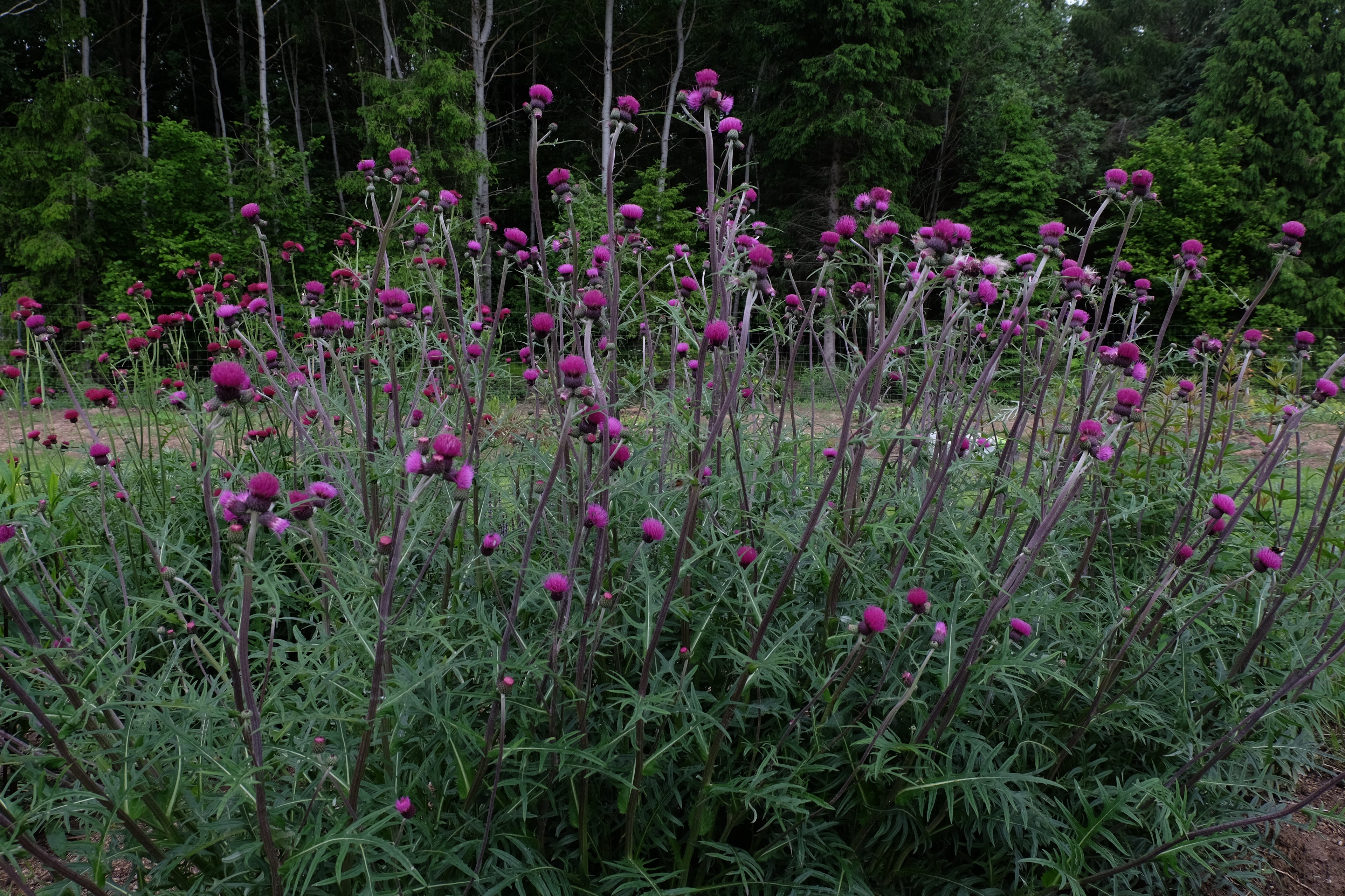 Cirsium rivulare "Trevor&