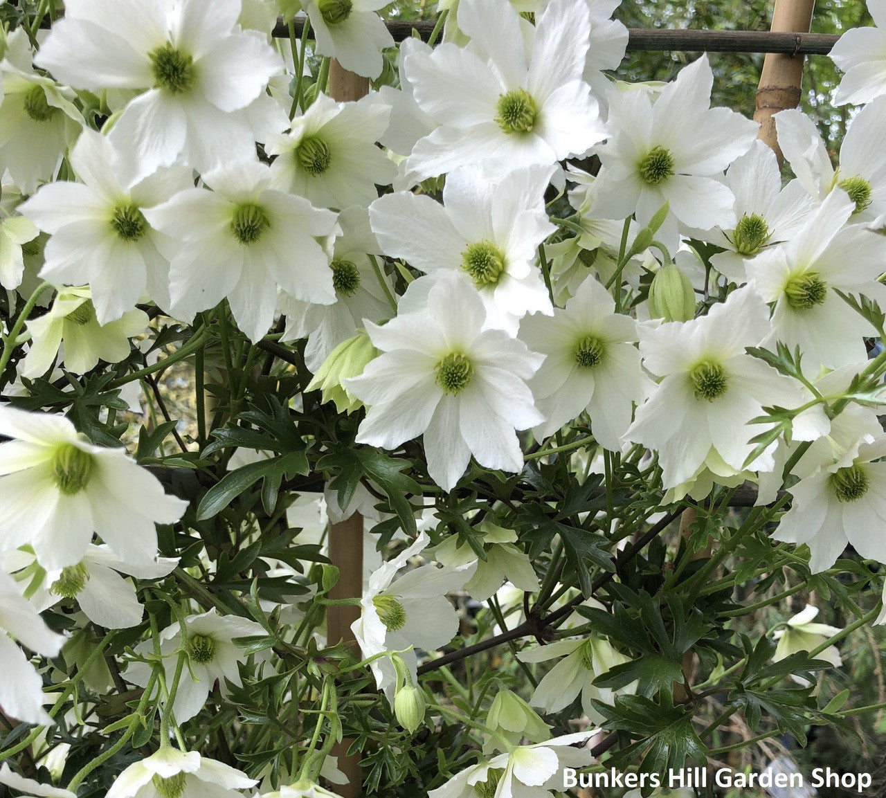 Clematis Early Sensation by gradina-noastra
