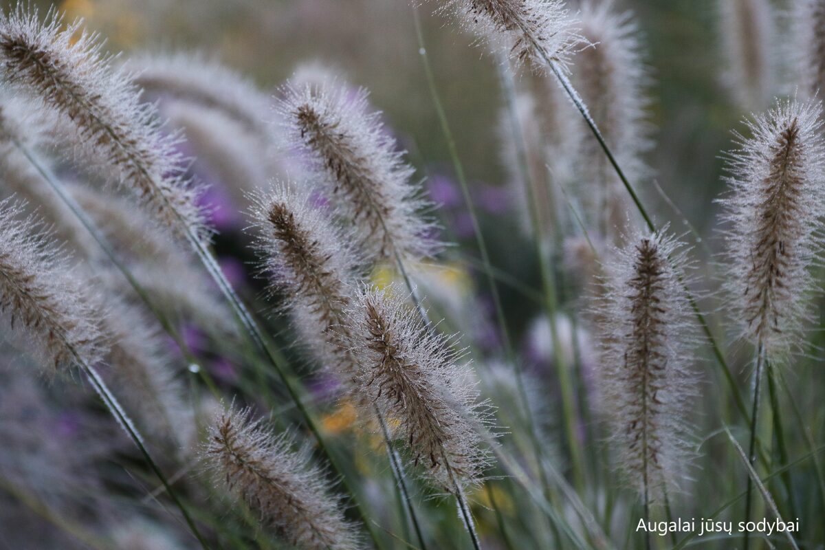 Pennisetum alopecuroides "Compressum"