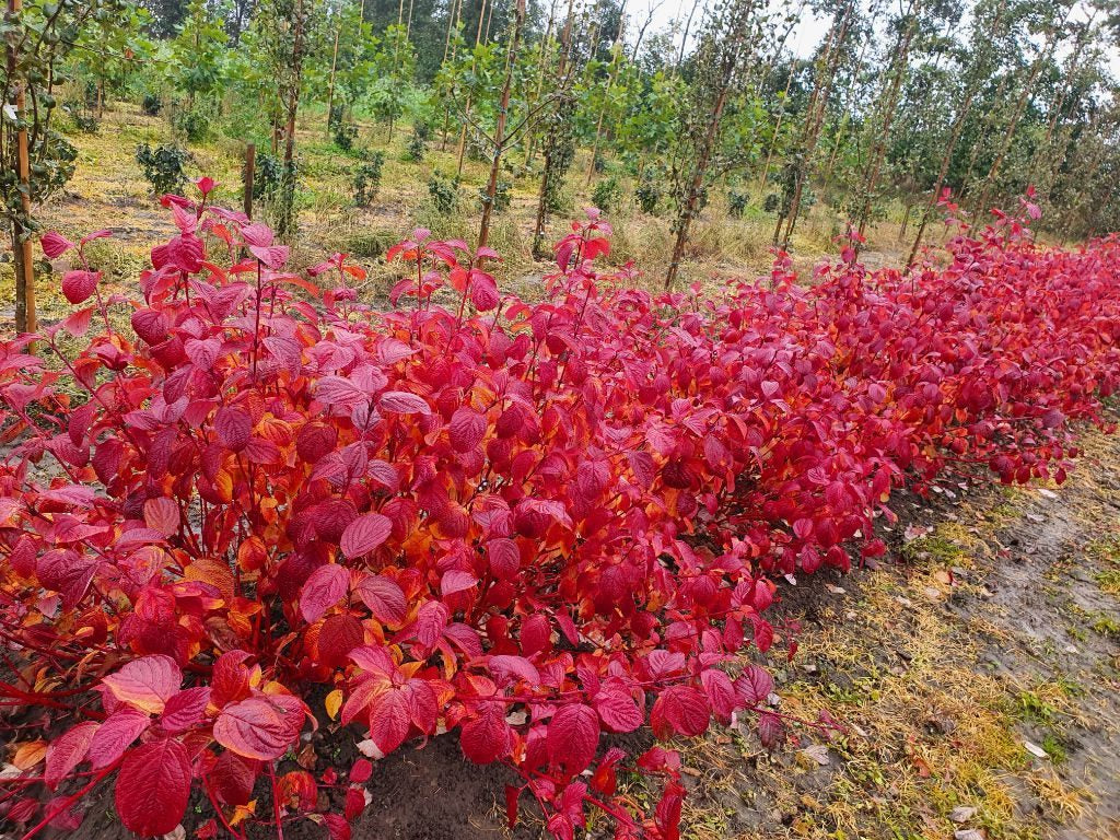 Sanger "Sibirica" 0.60 -1.00 m / Cornus alba „Sibrica”/ - Gradina Noastra