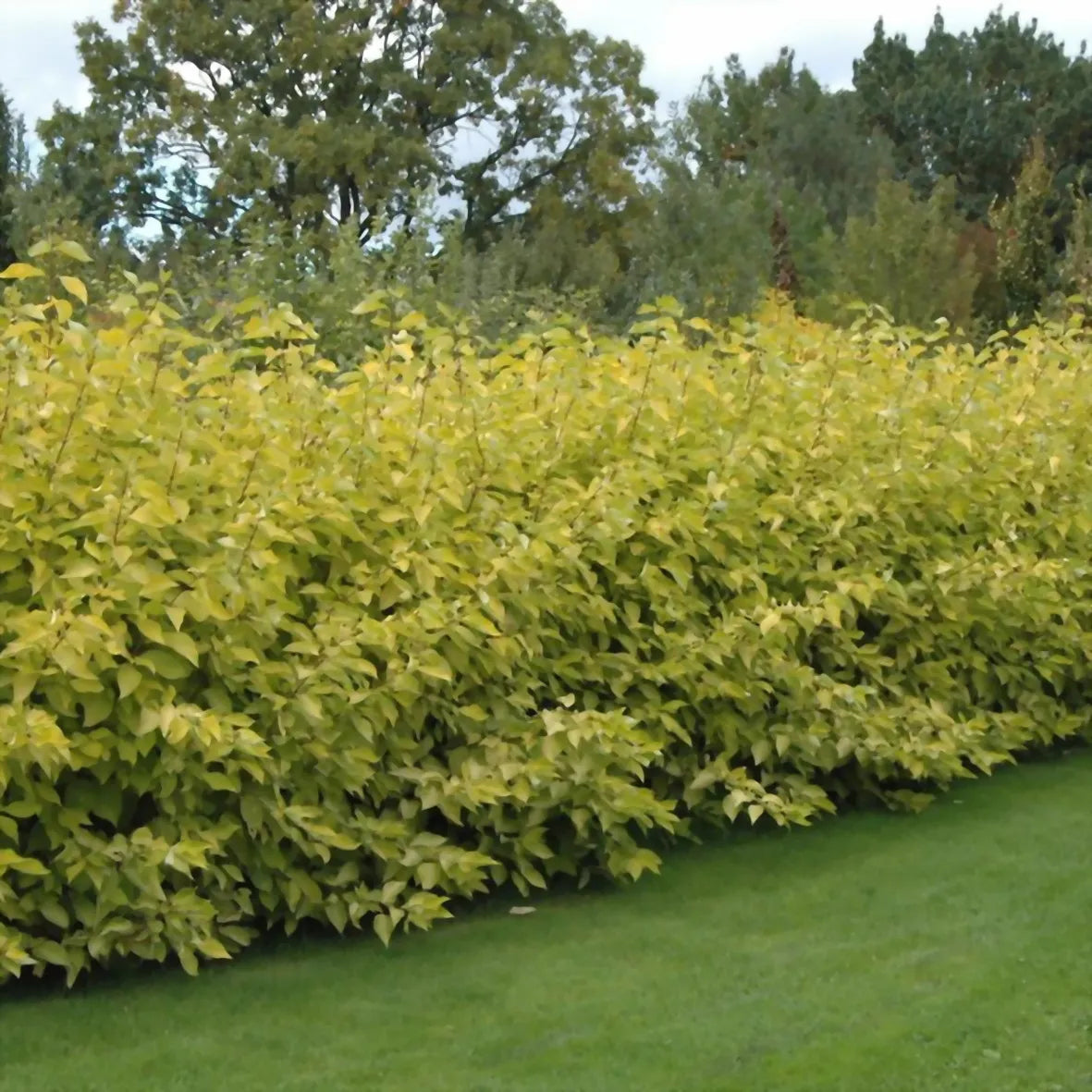 Corn "Aurea" / Cornus alba „Aurea”/