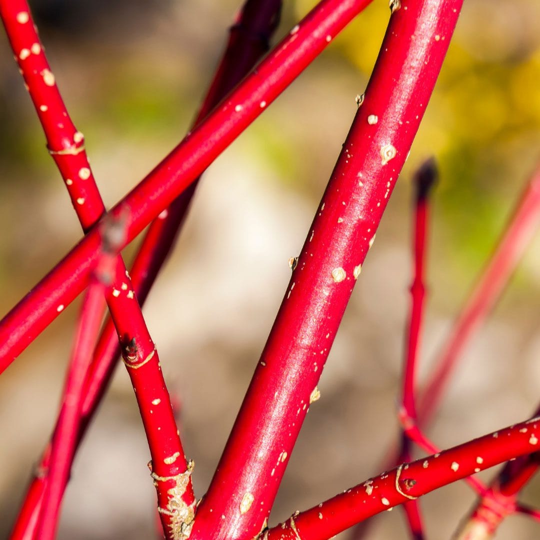 Sanger "Sibirica" 0.60 -1.00 m / Cornus alba „Sibrica”/ - Gradina Noastra