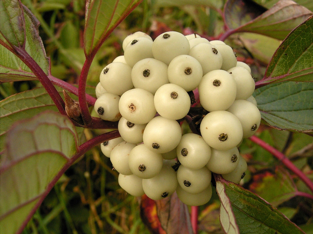 Sanger "Sibirica" 0.60 -1.00 m / Cornus alba „Sibrica”/ - Gradina Noastra