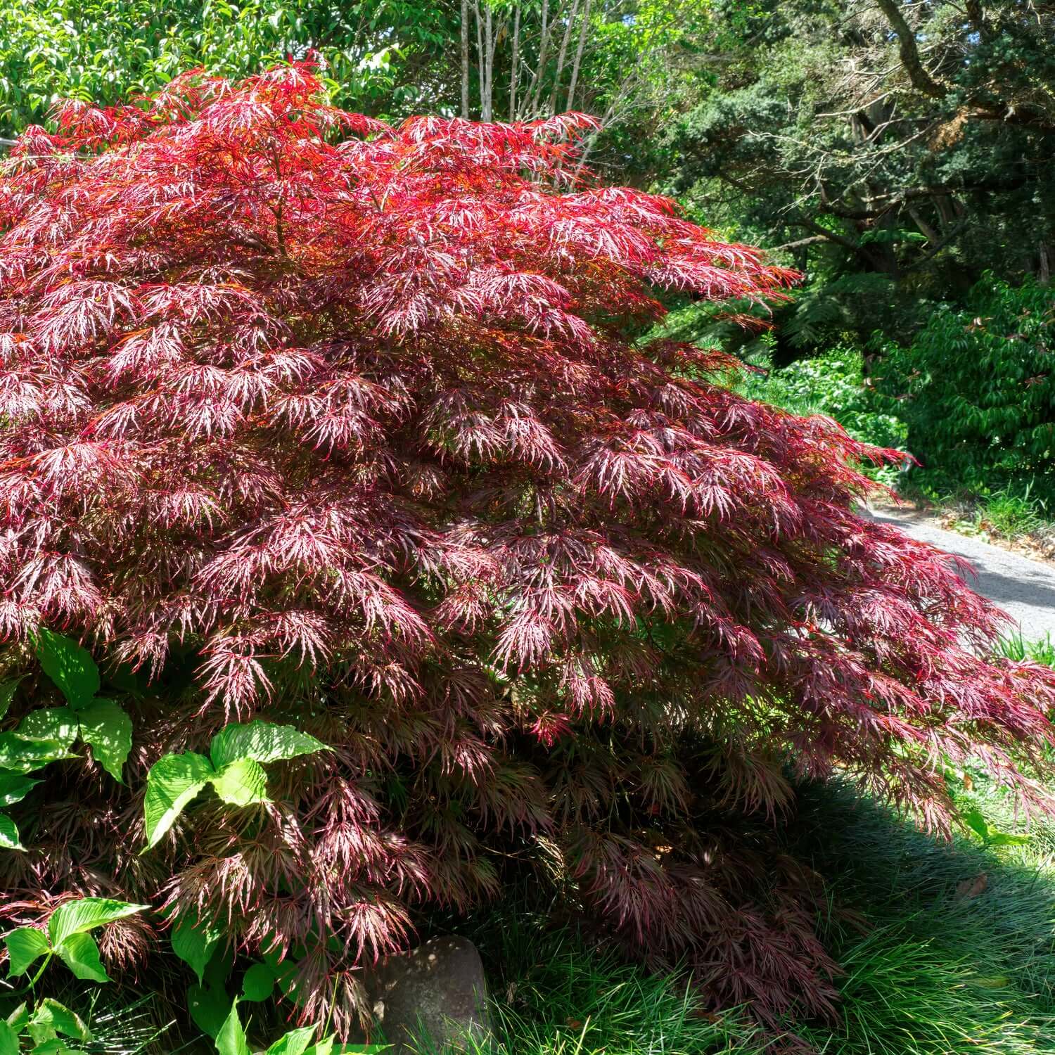 Artar japonez curgator „Crimson Queen / Acer palmatum dissectum „Crimson Queen” / - Gradina Noastra
