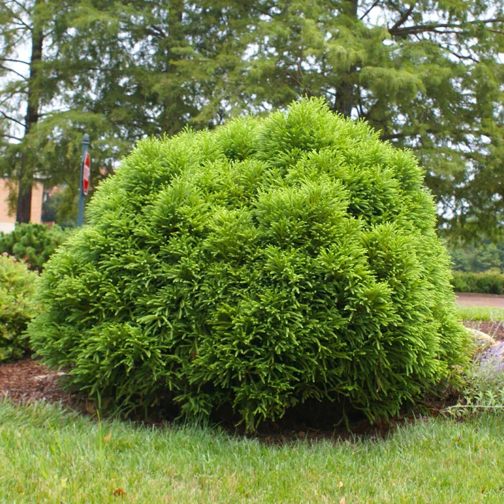 Cryptomeria "Globosa Nana" / Cryptomeria jap. "Globosa Nana"/ conifer pitic, globular, ideal pentru grădini și spații verzi.