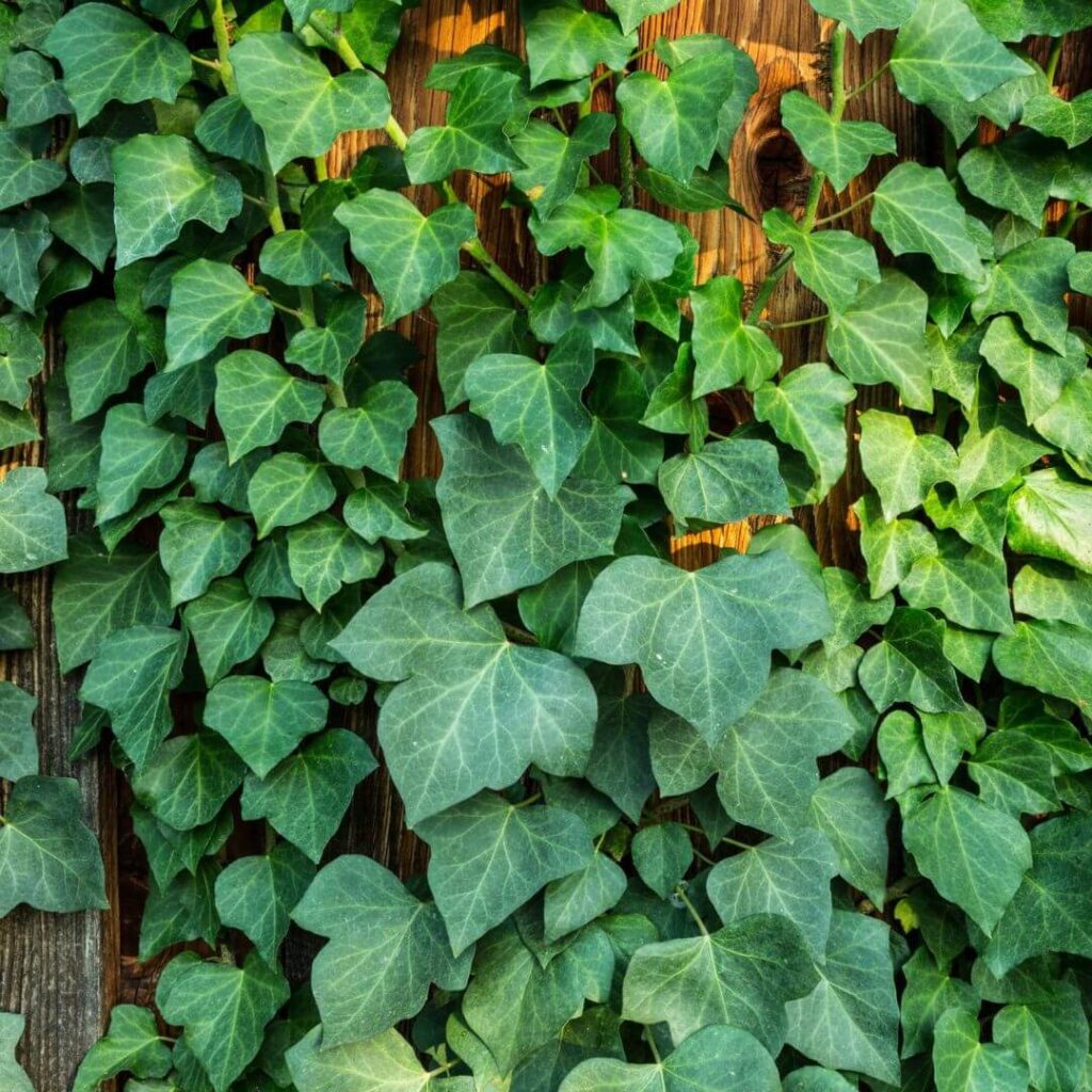 Iedera 0.50 m / Hedera helix mix / by gradina-noastra