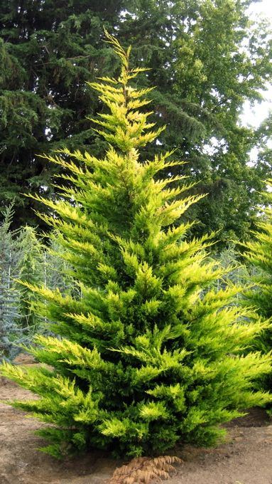 Chiparos leylandii "Gold Rider " 1.50 - 1.75 m / Cupressocyparis leylandii "Gold Rider "/ by gradina-noastra