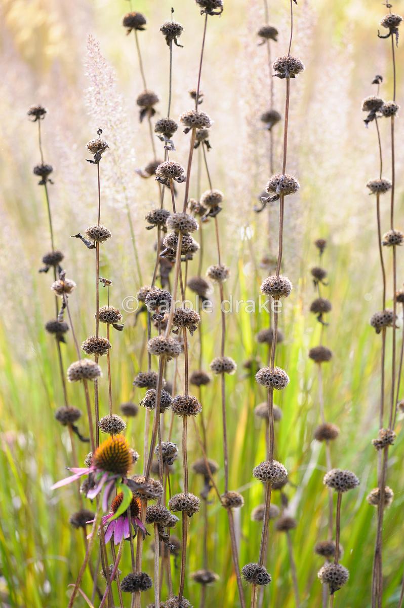 Phlomis tuberosa 0.10 - 0.20 m by Gradina Noastra