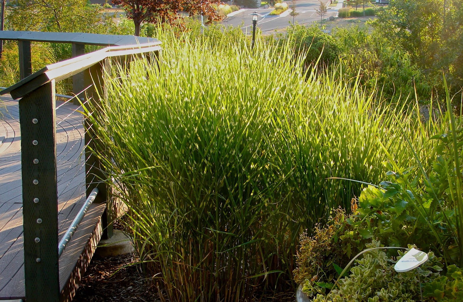 Iarba elefantului "Strictus" / Miscanthus sinensis "Strictus" /