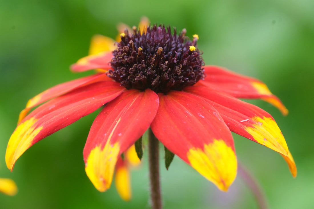Rudbeckia triloba "Prairie Glow" by Gradina Noastra