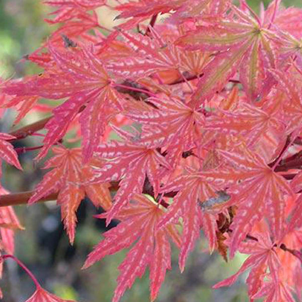 Artar japonez "Higasayama" 1.20 - 1.50 m / Acer palmatum "Higasayama"/ by gradina-noastra