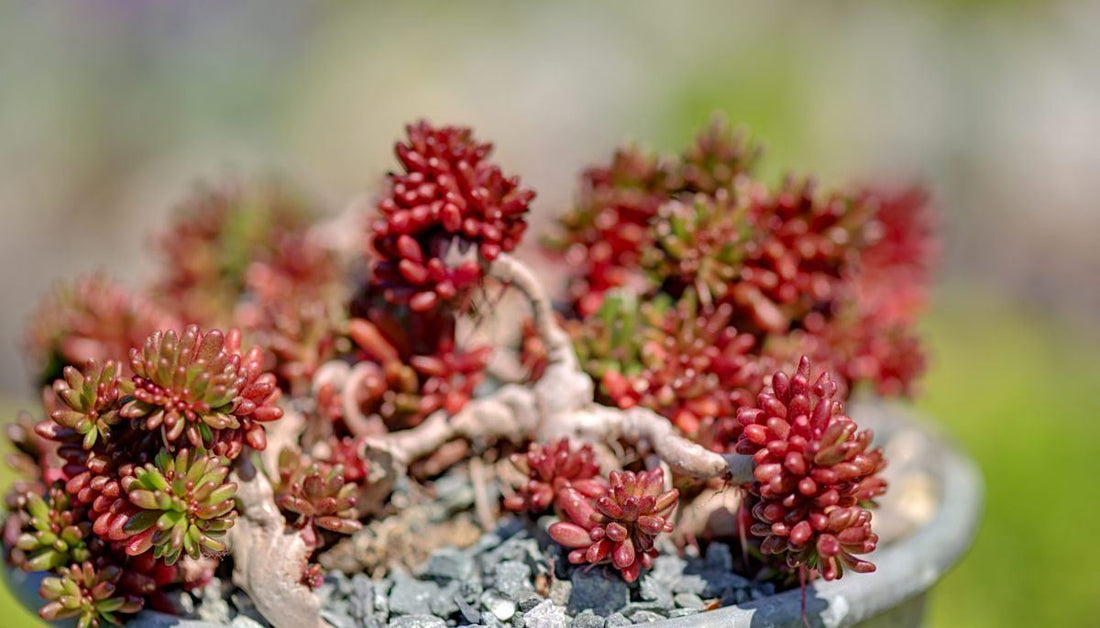 Iarba grasa "Murale" 0.10 - 0.20 m / Sedum album "Murale"/ - Gradina Noastra