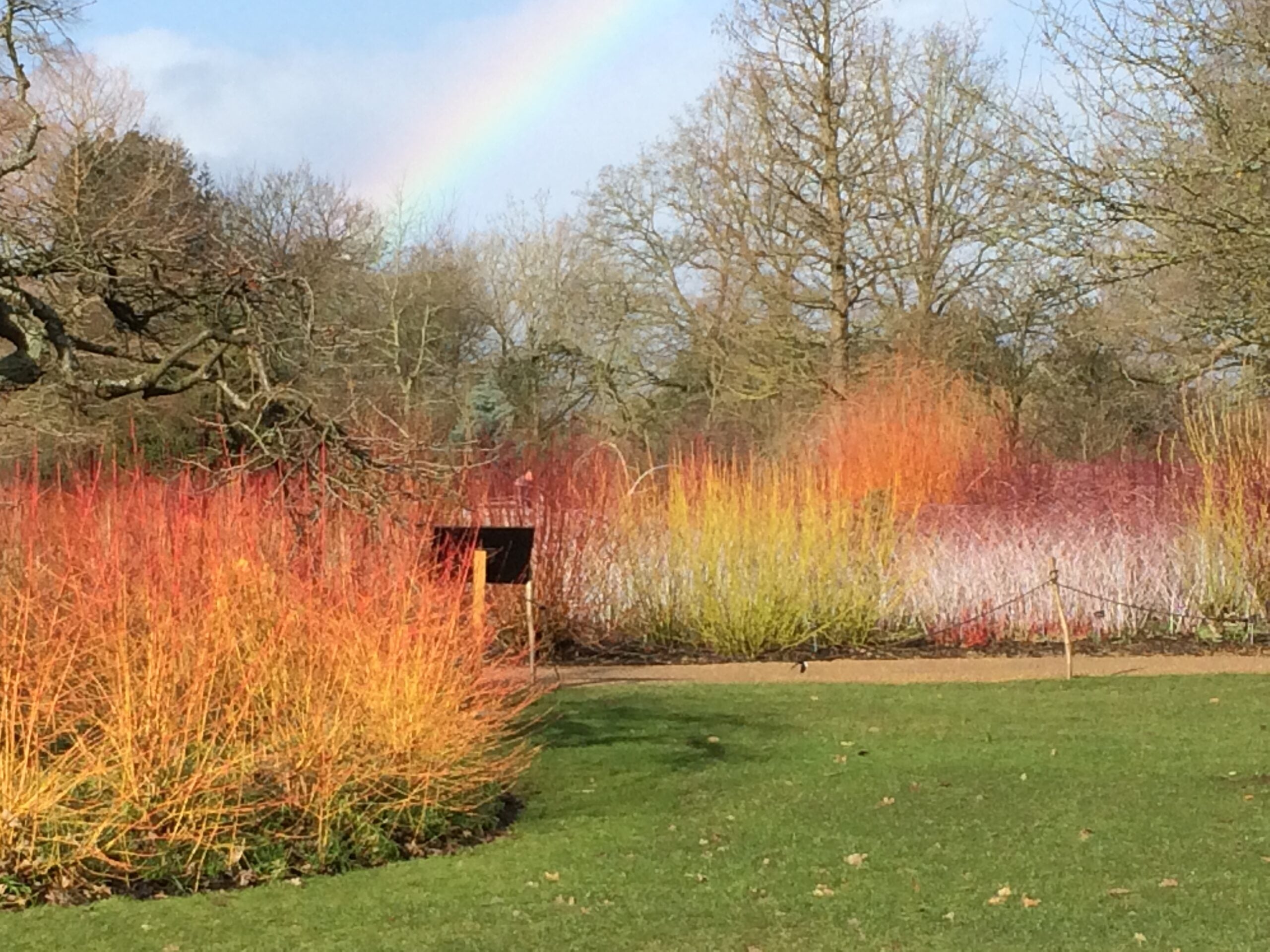 Sanger „Midwinter Fire” / Cornus sanguinea „Midwinter Fire”/