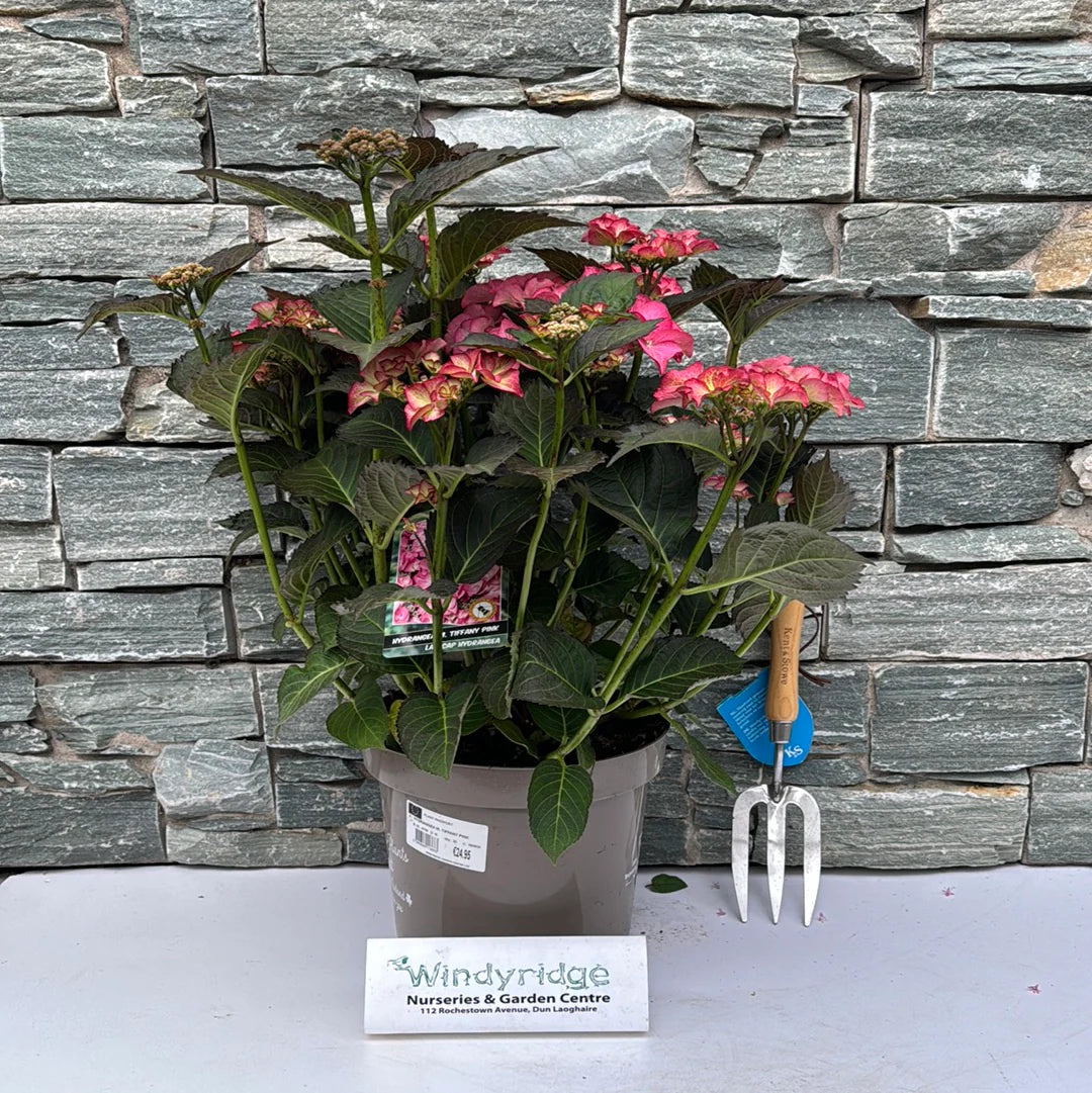 Hortensia "Tiffany" / Hydrangea macr. "Tiffany" /