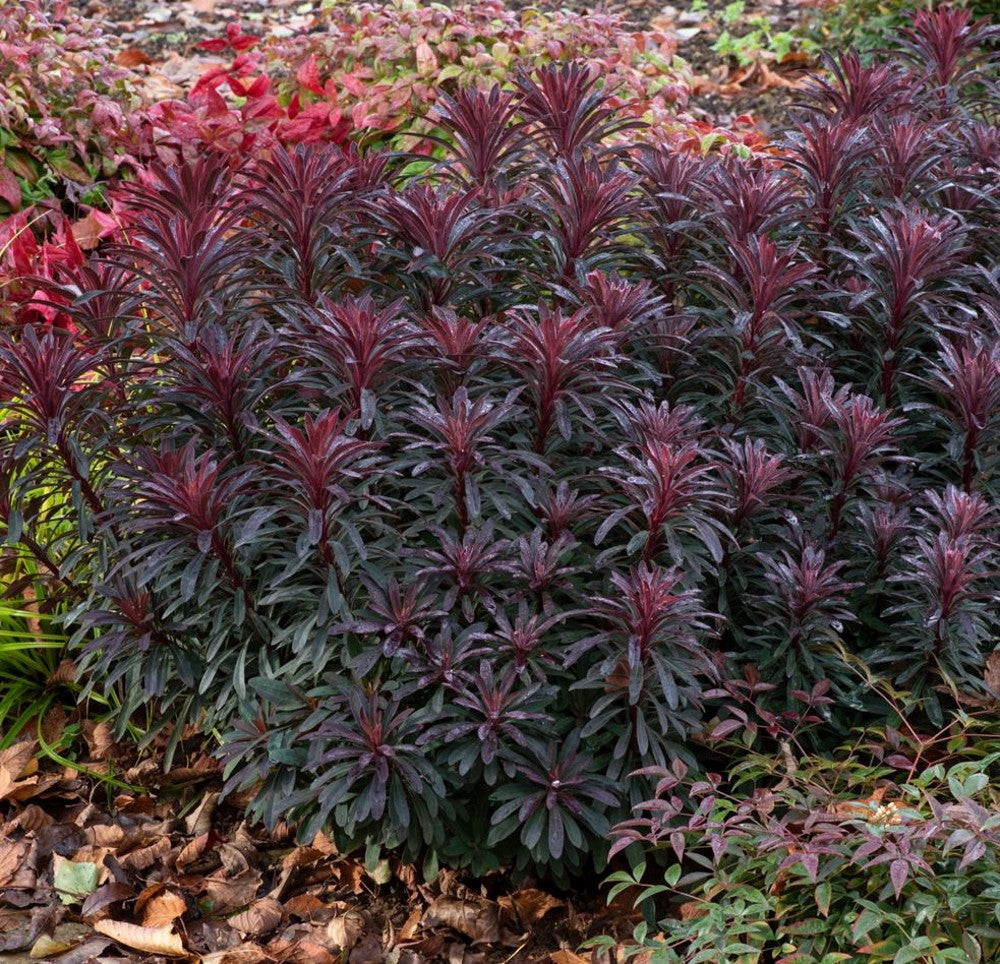 Euphorbia × martinii "Miner’s Merlot" - Gradina Noastra