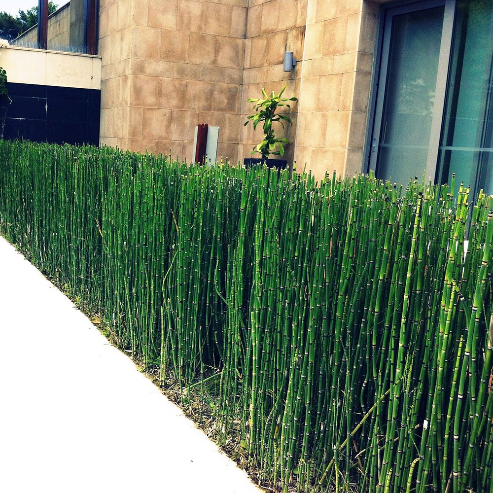 Equisetum hyemale / Equisetum hyemale var. japonicum/ - Gradina Noastra