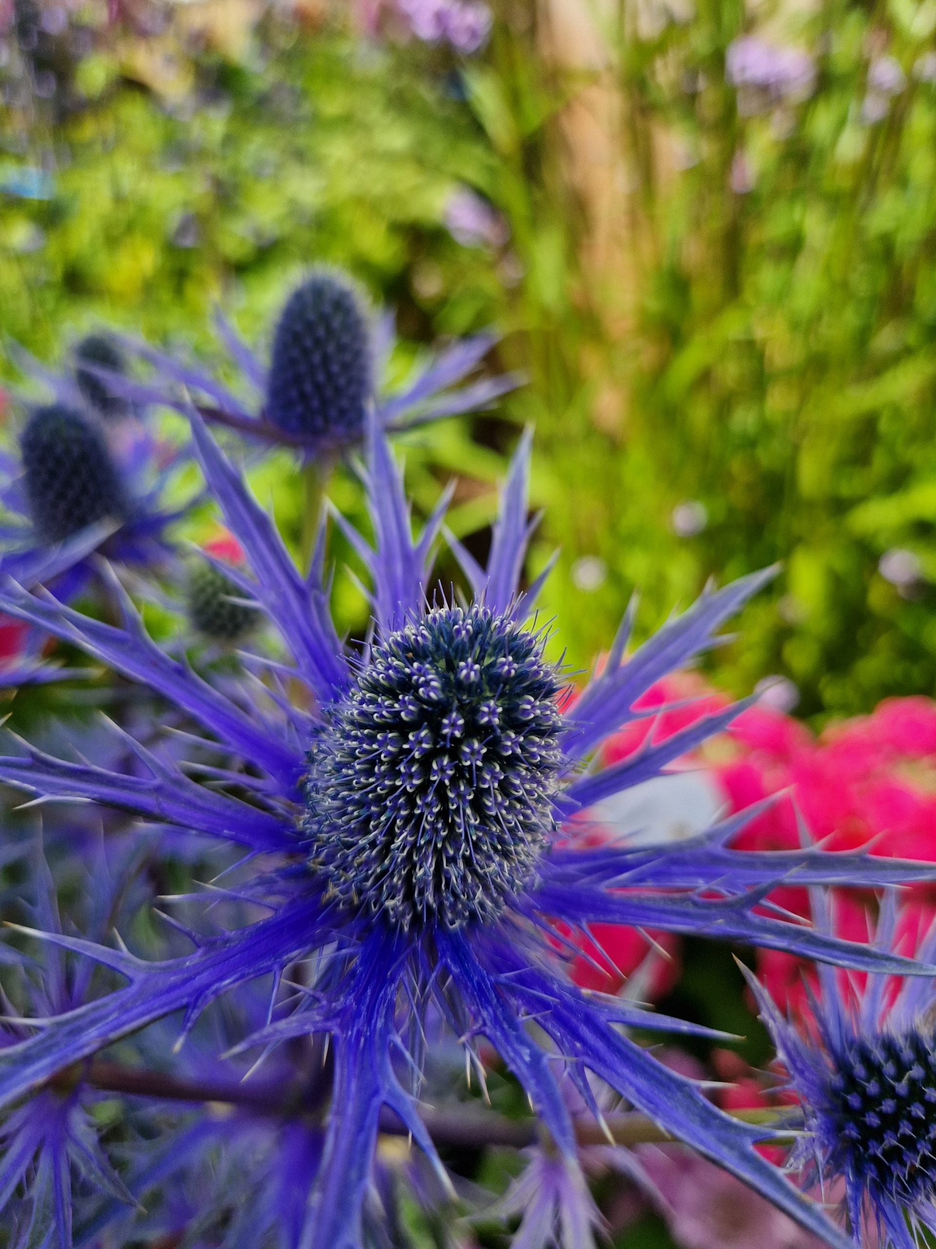 Eryngium "Big Blue" - Gradina Noastra