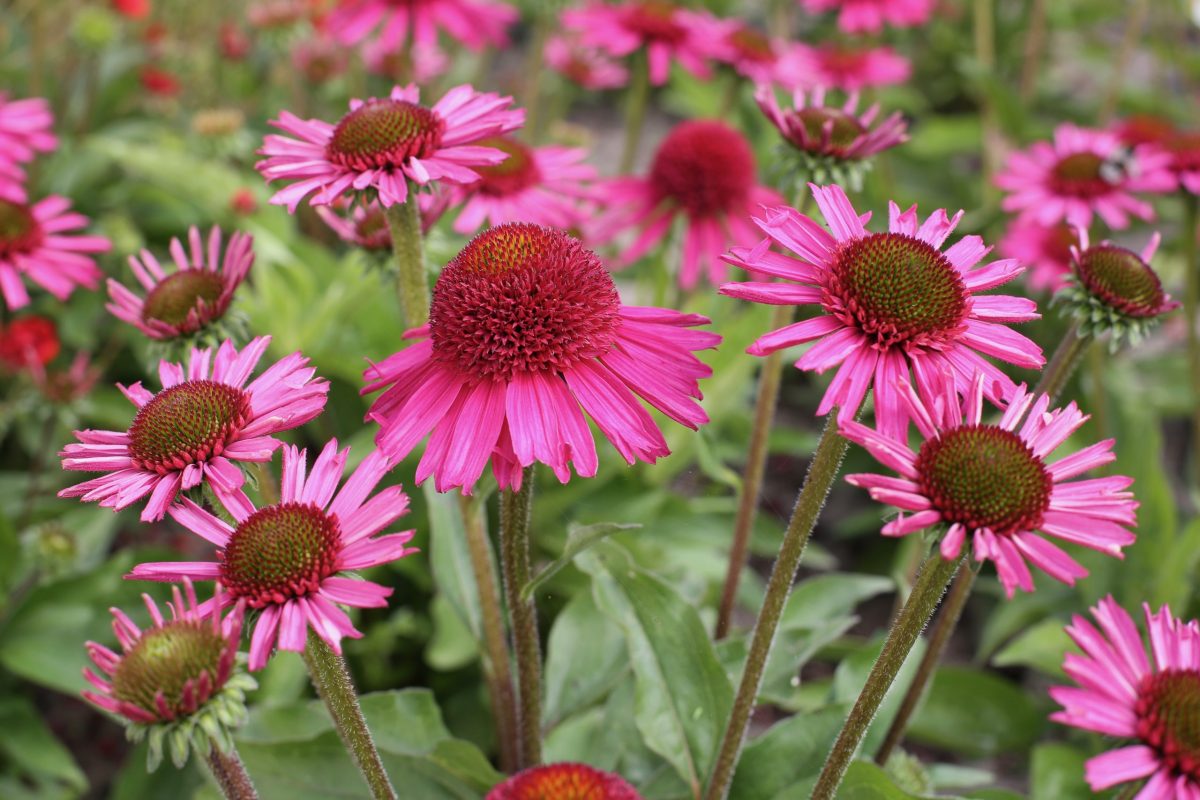 Echinacea purpurea &