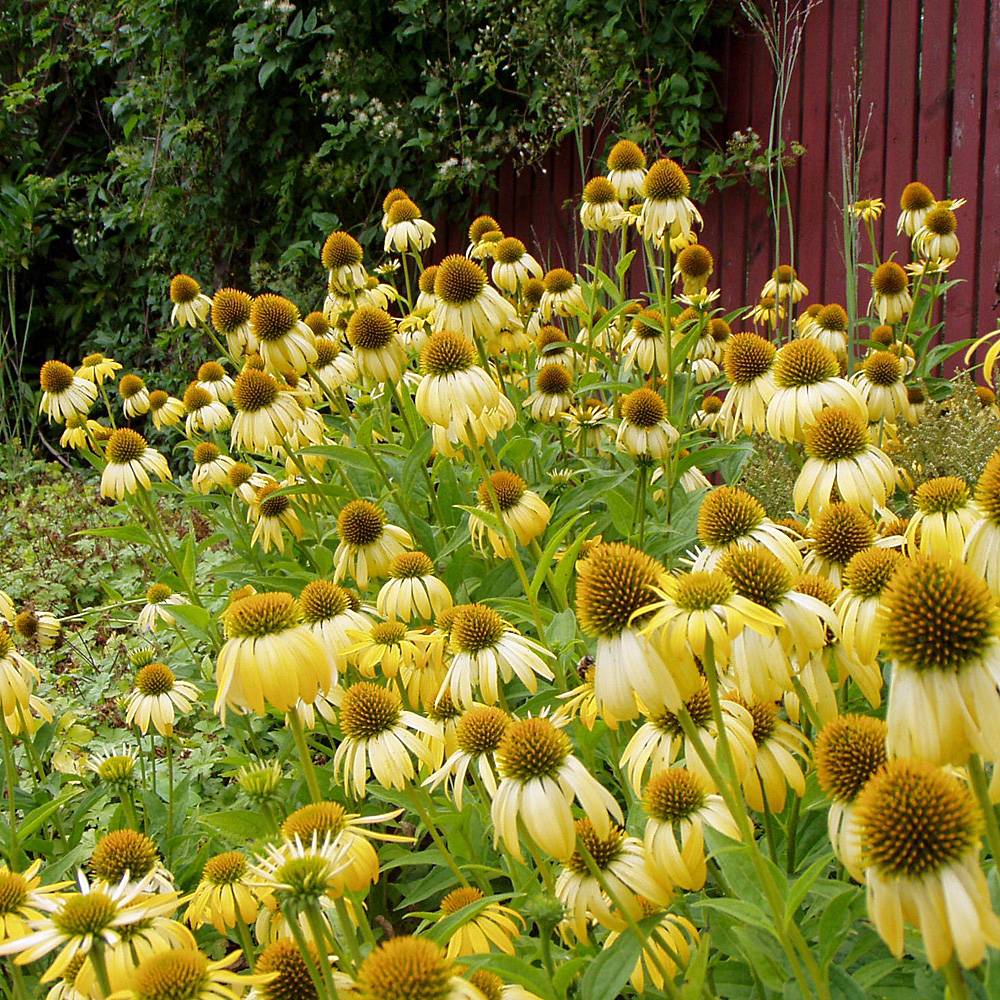 Echinacea purp. "Harvest Moon" 0.20 - 0.40 m by gradina-noastra