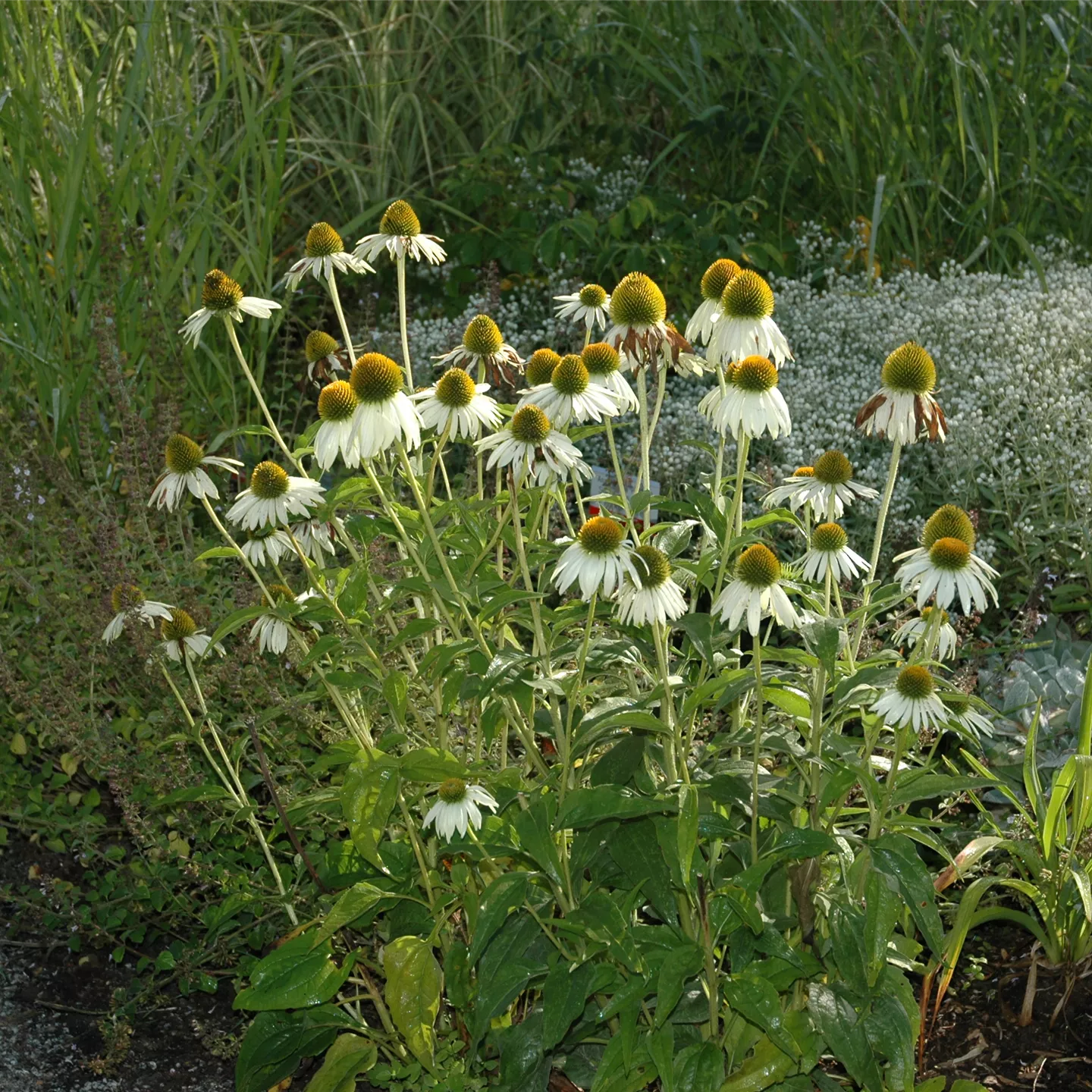 Echinacea purp. "Harvest Moon" 0.20 - 0.40 m by gradina-noastra
