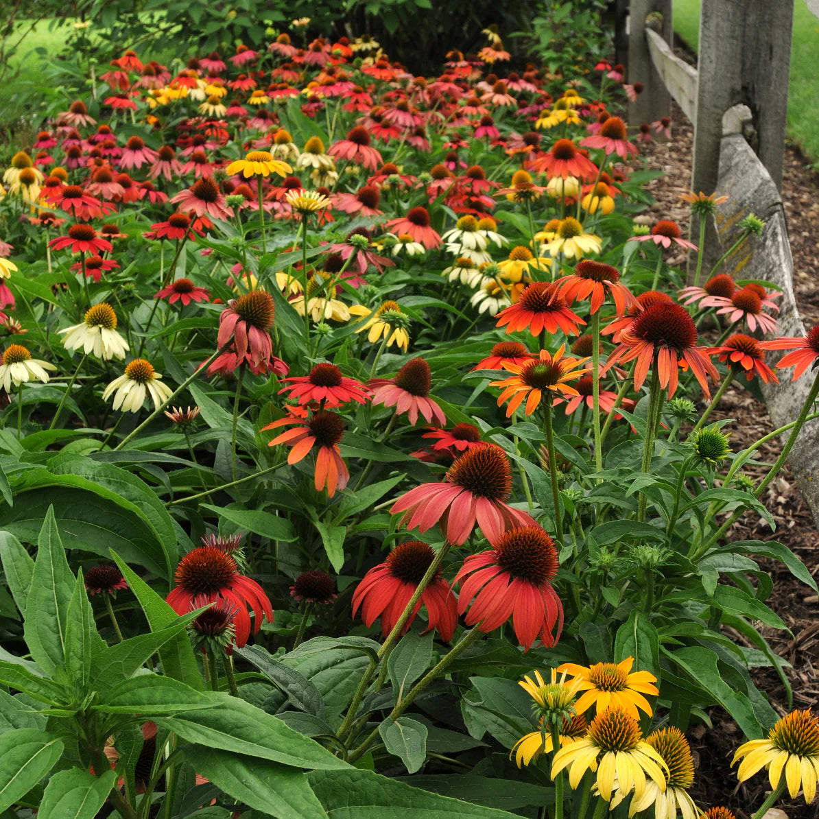 Echinacea purp. "Cheyenne Spirit" - Gradina Noastra