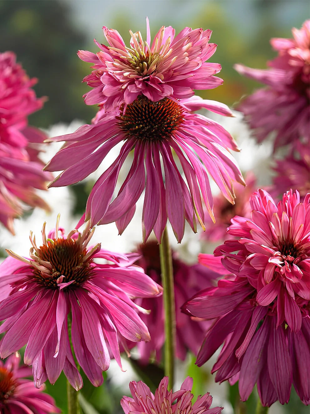 Echinacea purpurea "Double Decker"