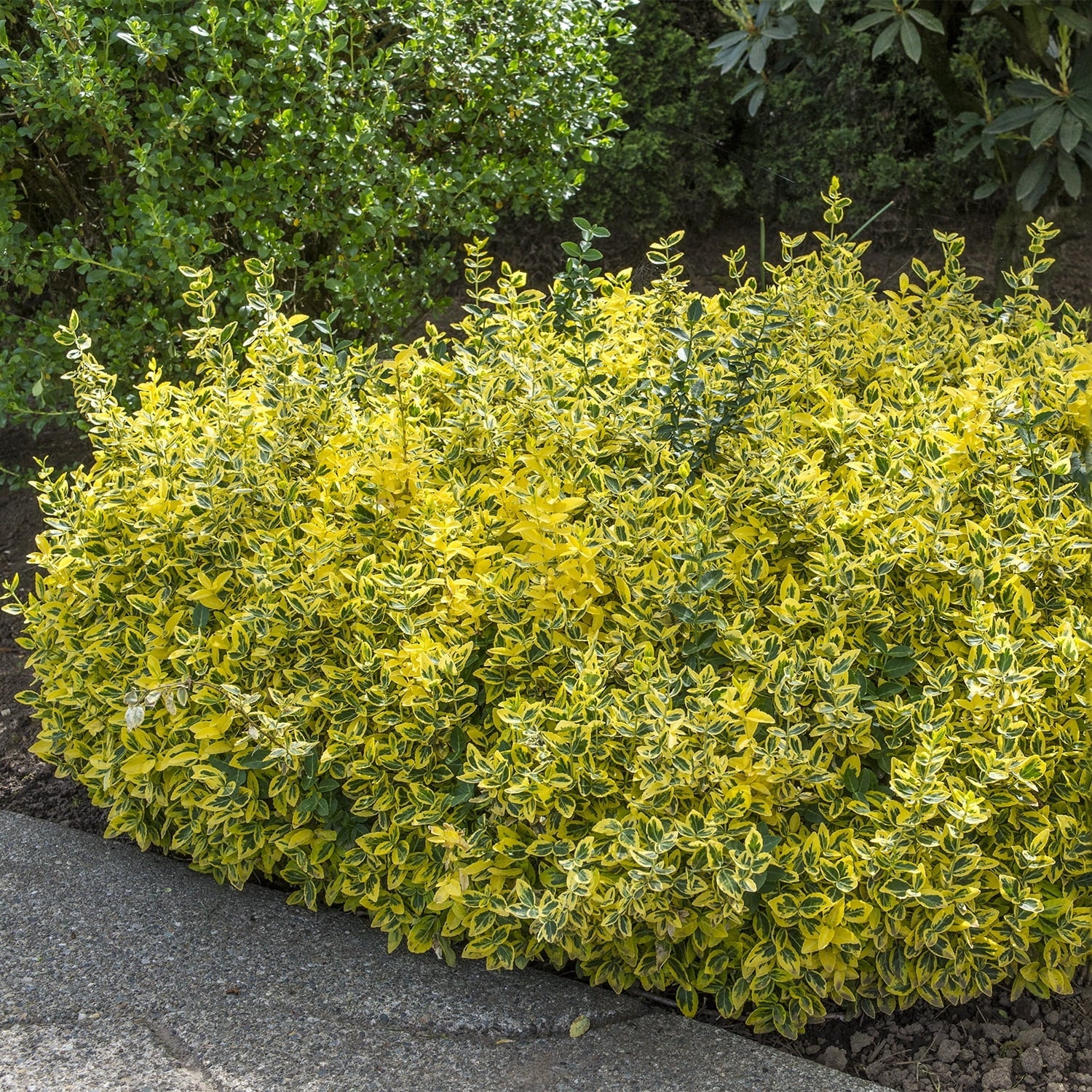 Salba aurie „Emerald Gold” / Euonymus fortunei "Emerald Gold"/ - Gradina Noastra