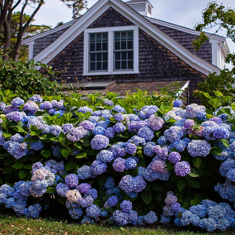 Hortensia "Endless Summer BloomStar" /Hydrangea macrophylla „Endless Summer BloomStar” / - Gradina Noastra