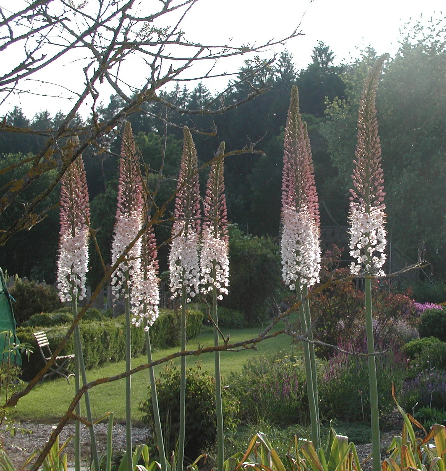 Eremurus mix / buc - Gradina Noastra