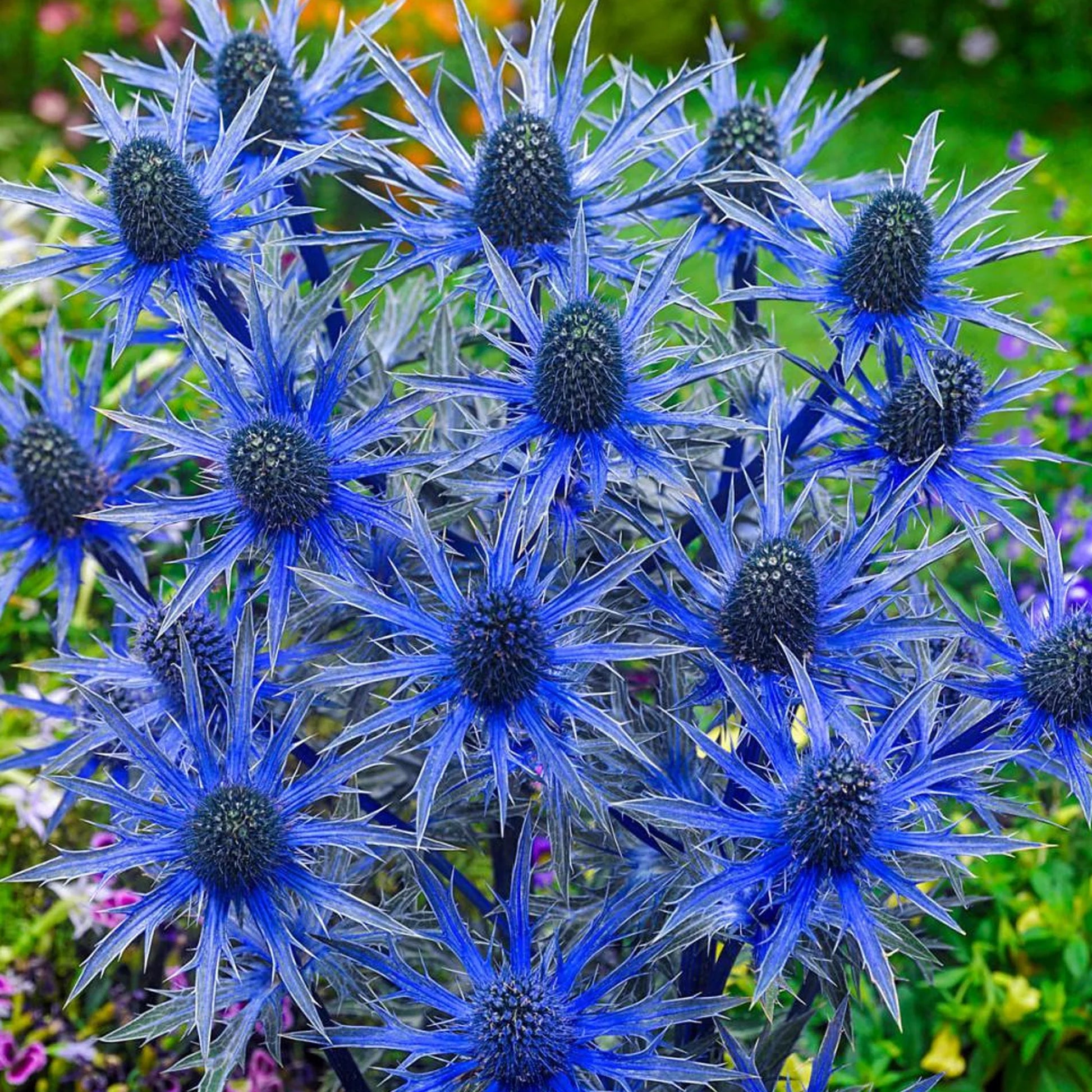 Eryngium "Big Blue" by Gradina Noastra