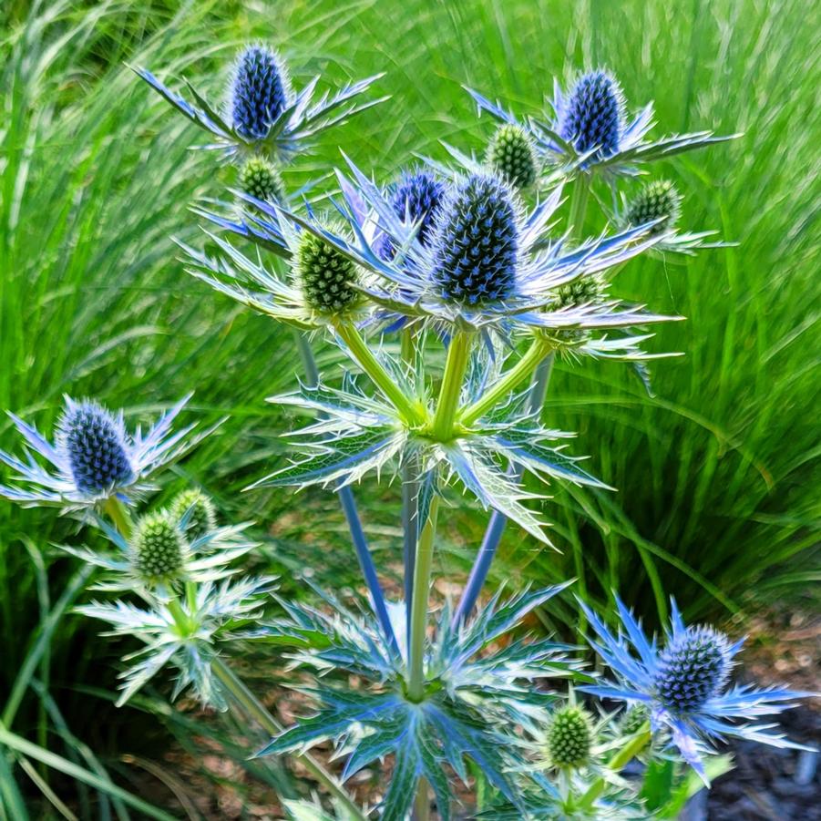 Eryngium "Big Blue" by Gradina Noastra