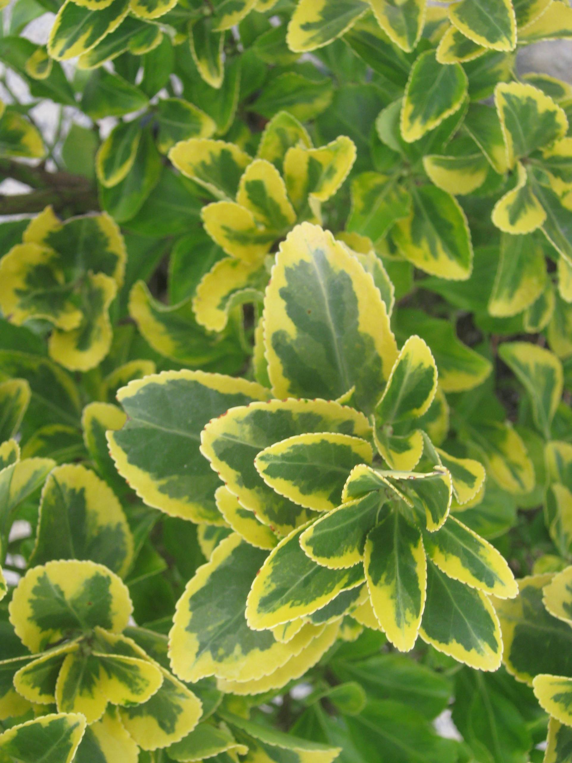 Salba japoneza" Elegant Aureus"- "Bravo" minge / Euonymus jap. "Elegant Aureus"/ by gradina-noastra