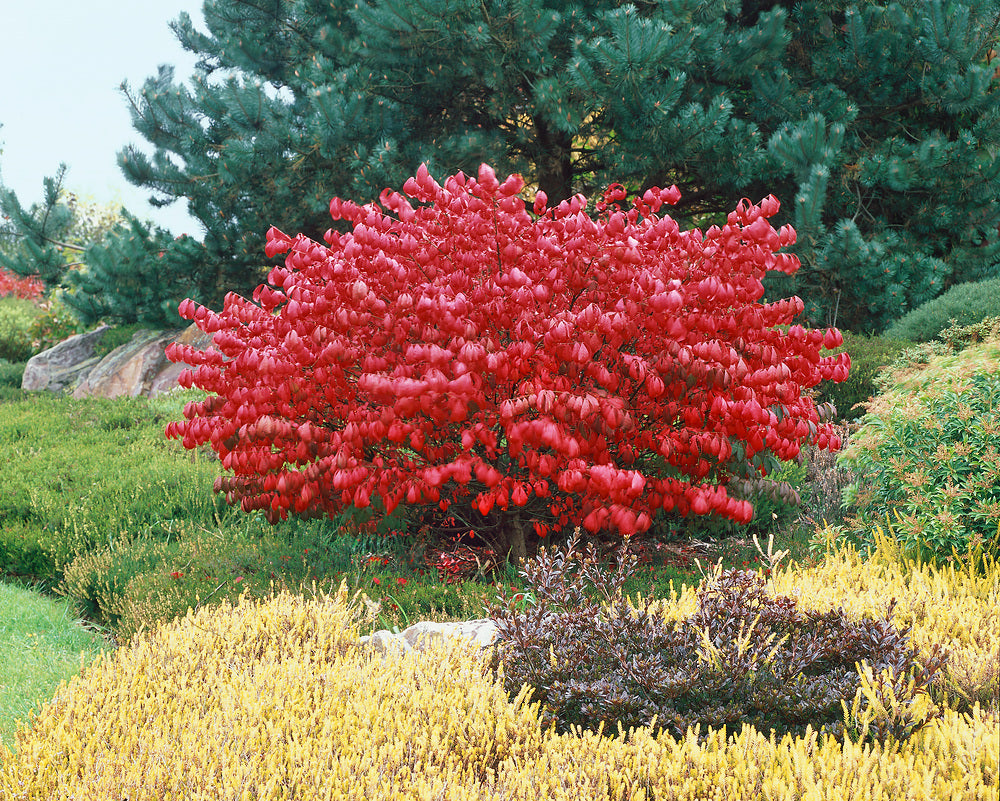 Euonymus alatus "Compactus" multitulpinal / Euonymus alatus "Compactus" /