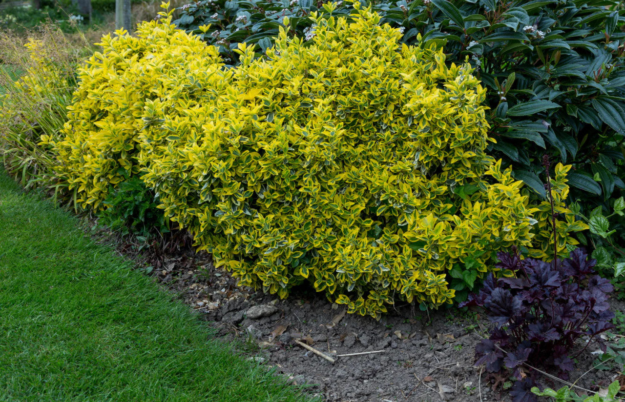 Salba aurie „Emerald Gold” / Euonymus fortunei "Emerald Gold"/ - Gradina Noastra