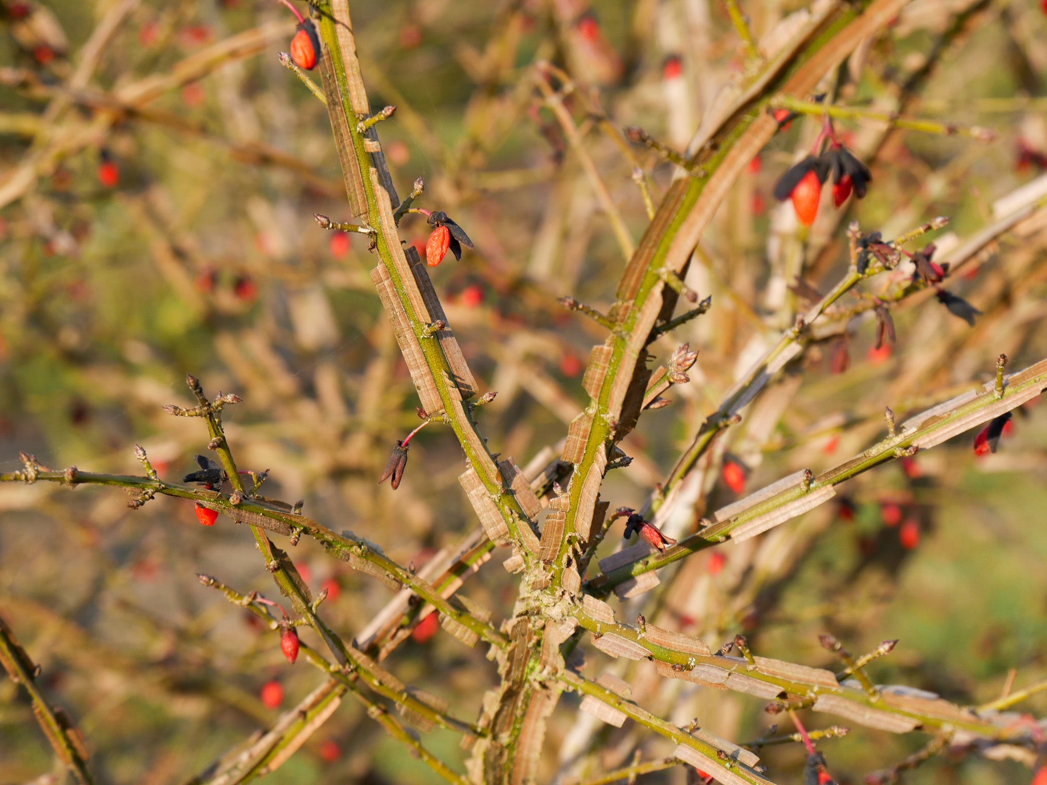 Euonymus alatus multitulpinal / Euonymus alatus / - Gradina Noastra