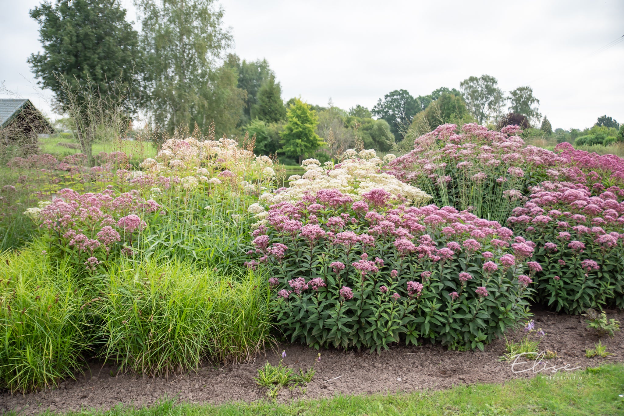 Eupatorium maculatum "Atropurpureum" - Gradina Noastra