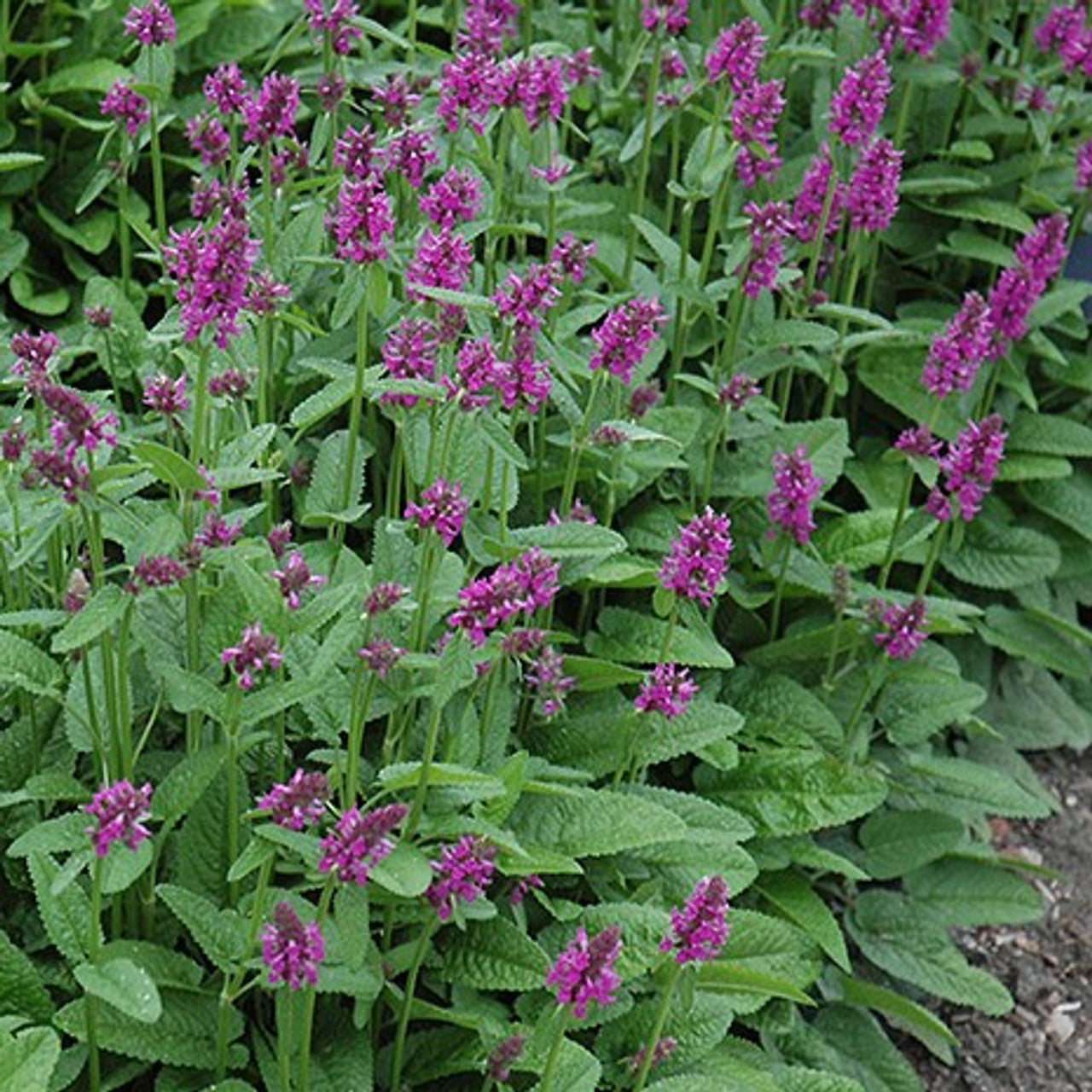 Stachys monieri "Hummelo" - Gradina Noastra