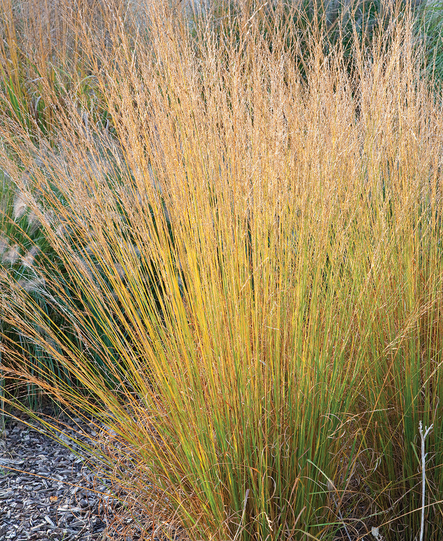 Molinia caerulea "Moorhexe" 0.10 - 0.20 m by gradina-noastra