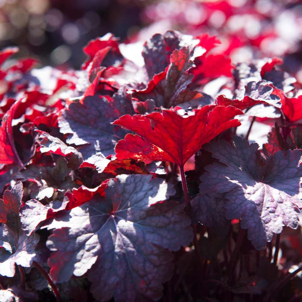 Heuchera "Palace Purple"