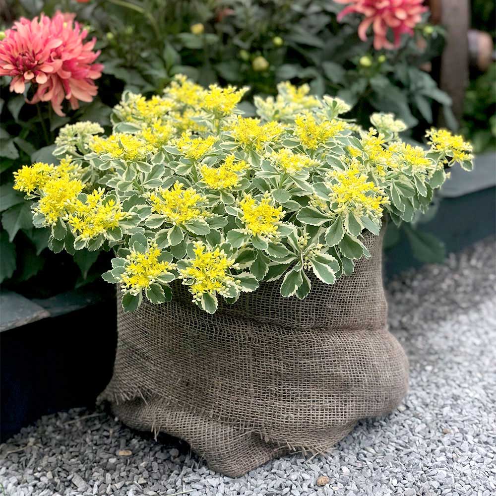 Iarba grasa "Atlantis"/ Sedum takesimense "Atlantis"/