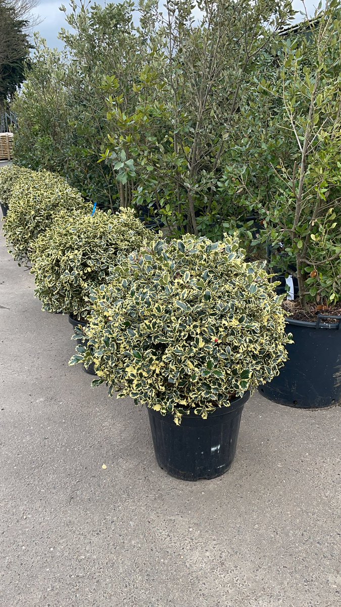 Laur sfant „Argenteomarginata” minge / Ilex aquifolium "Argenteomarginata"/