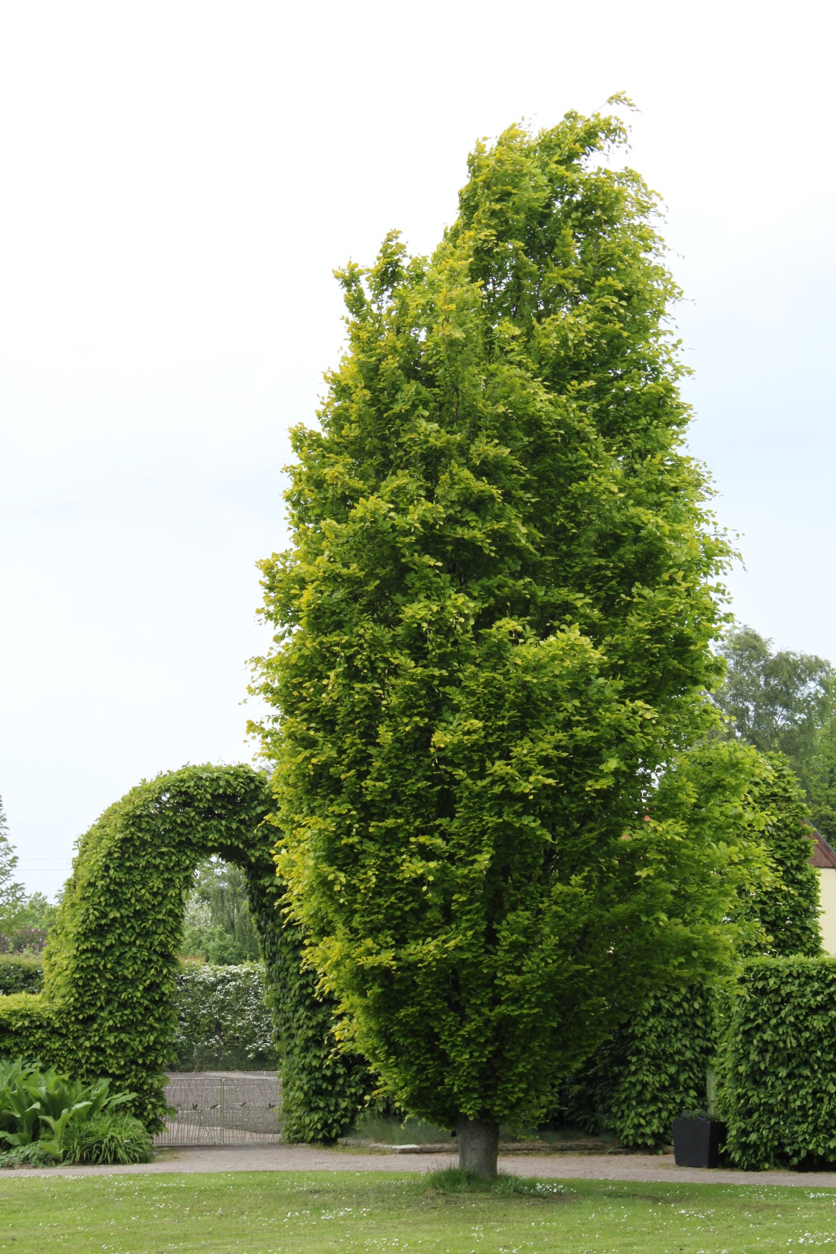 Fag columnar "Dawyck Gold" / Fagus sylvatica „Dawyck Gold” /
