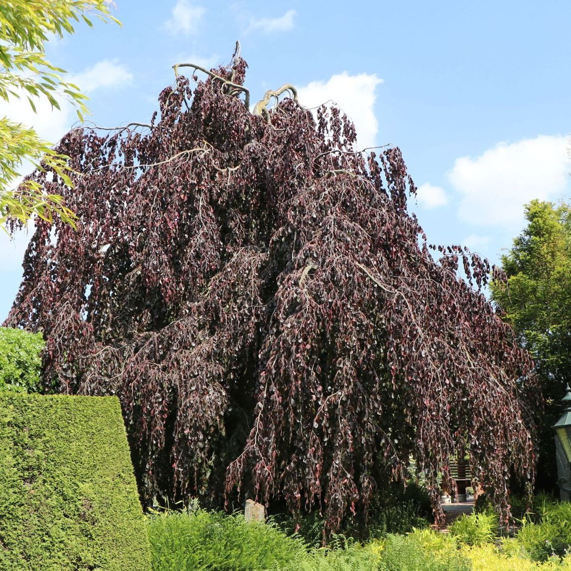 Fag rosu pendul / Fagus sylvatica „Purpurea Pendula” / - Gradina Noastra