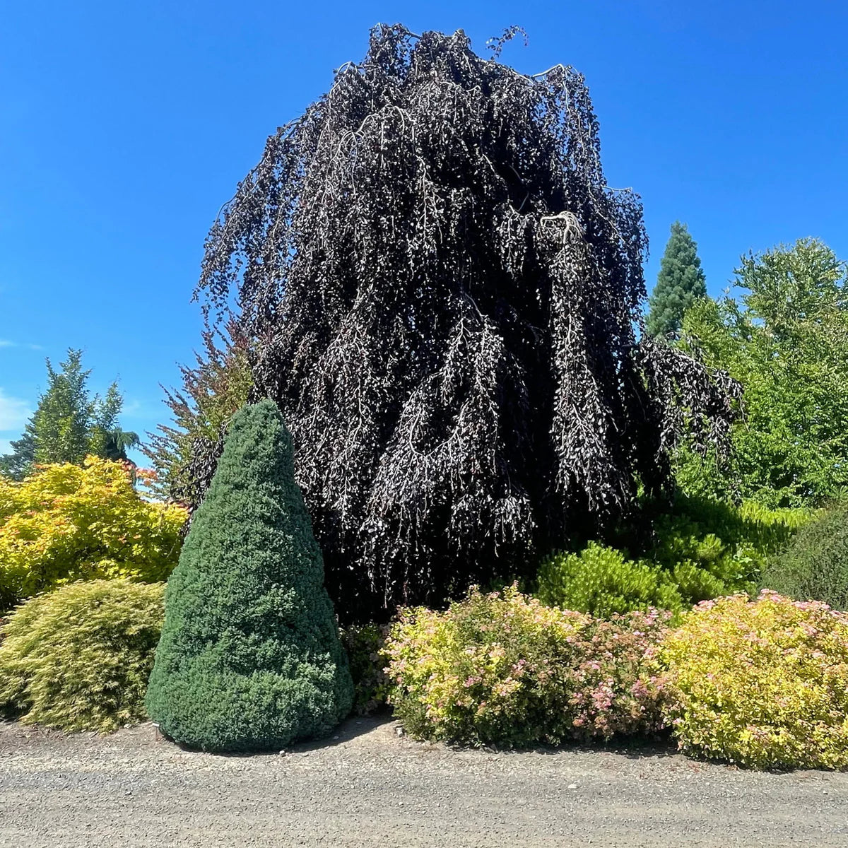 Fag rosu pendul / Fagus sylvatica „Purpurea Pendula” / - Gradina Noastra