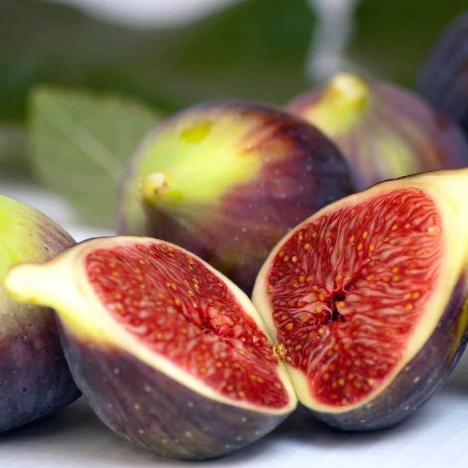 Smochin „Brown Turkey” 1.50 - 2.00 m / Ficus carica „Brown Turkey” /